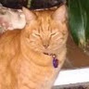 Meet your Posher, Leslie